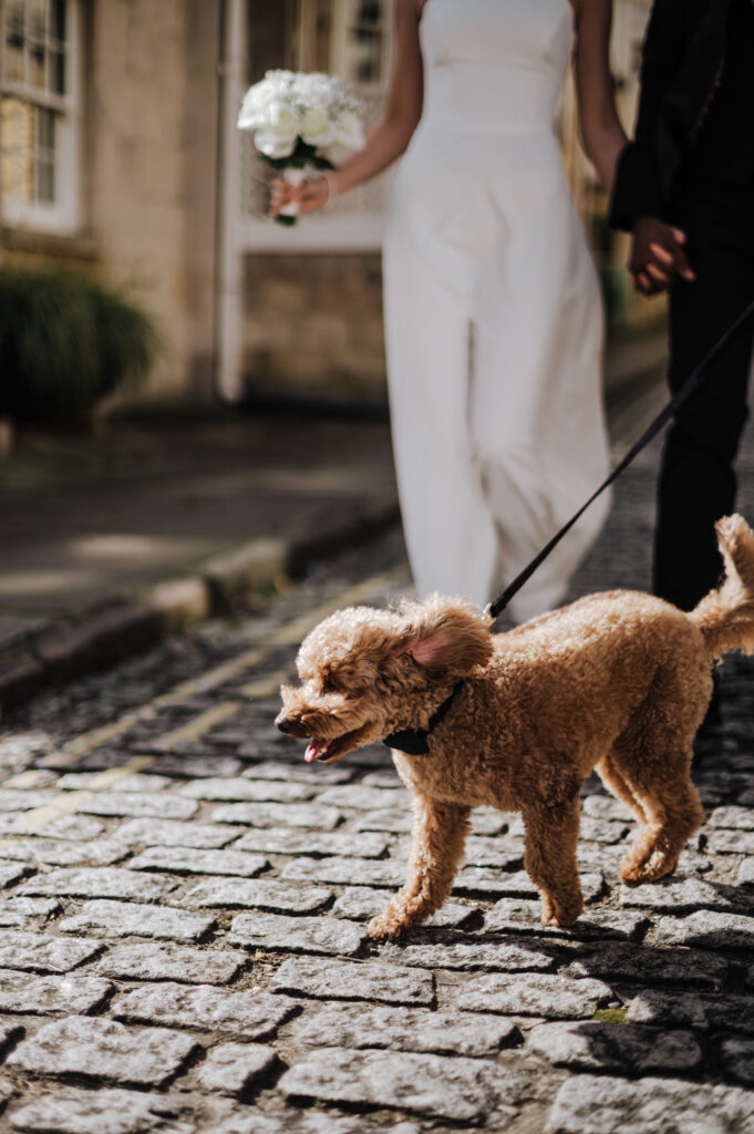 Stamford wedding with a dog
